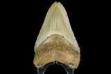 Fossil Megalodon Tooth - North Carolina #166981-2